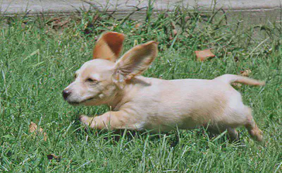 little tan dog with large ears running through the grass