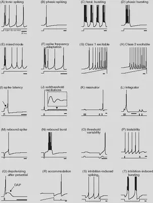 Neuron Features